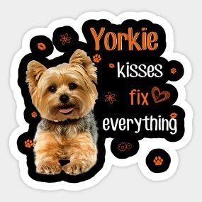 Top 6 Reasons To Own A Yorkie 